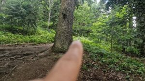 Нападение медведя в Сочинском заповеднике.