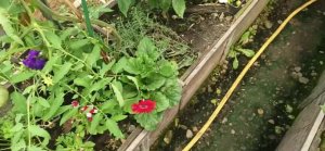 С праздником Вас дорогие Братья и Сёстры. С Преображением Господнем.