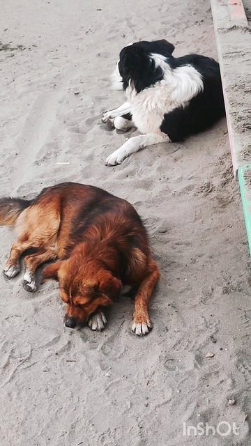 На детской площадке наглые собаки 🐶🐩