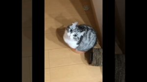 котость эдит