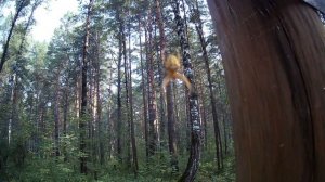 Ролик про Белочку-красавицу лесов Сибирских от Еретнова В.Б.