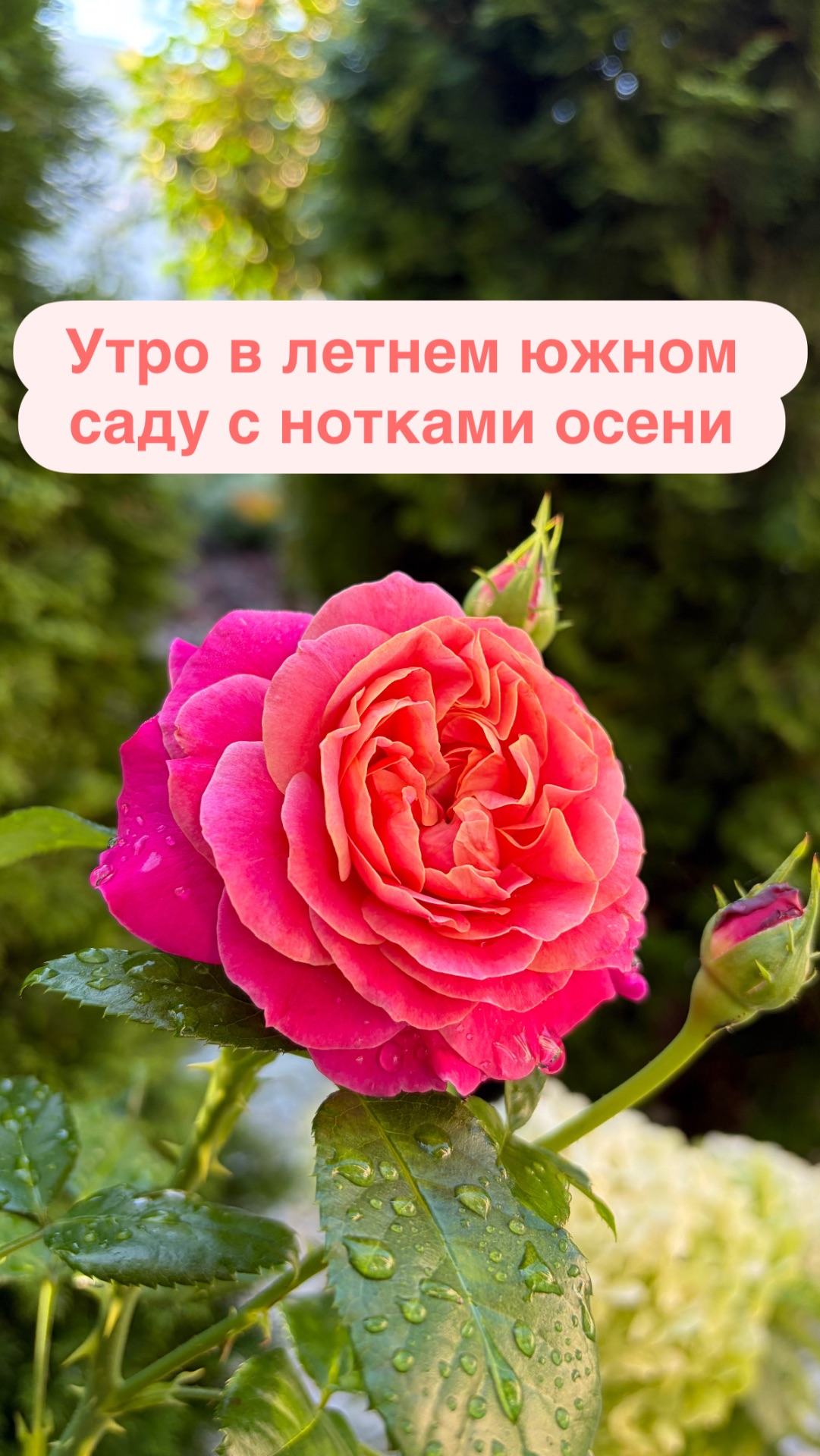 Утро в летнем южном саду с нотками осени #garden #садоводничество #rose #гибискус #flowers