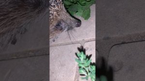 Ежик пришел в гости