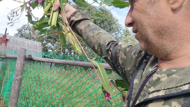 В КАЖДОЕ УТРО СРЕЛЯЮТ В МЕНЯ ЦВЕТЫ! КУРЫ ЛЮБЯТ ЭТИ ЦВЕТЫ УБИЙЦЫ!