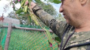 В КАЖДОЕ УТРО СРЕЛЯЮТ В МЕНЯ ЦВЕТЫ! КУРЫ ЛЮБЯТ ЭТИ ЦВЕТЫ УБИЙЦЫ!