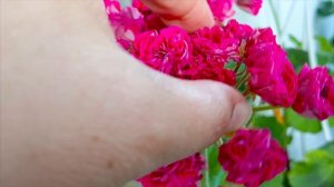 шикарное цветение пеларгонии Звезда водолея и другие 😊🤗любуюсь целыми днями на них 🌸🙏❤