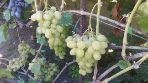 Виноград Лора и Монблан на 20.08 2026.
