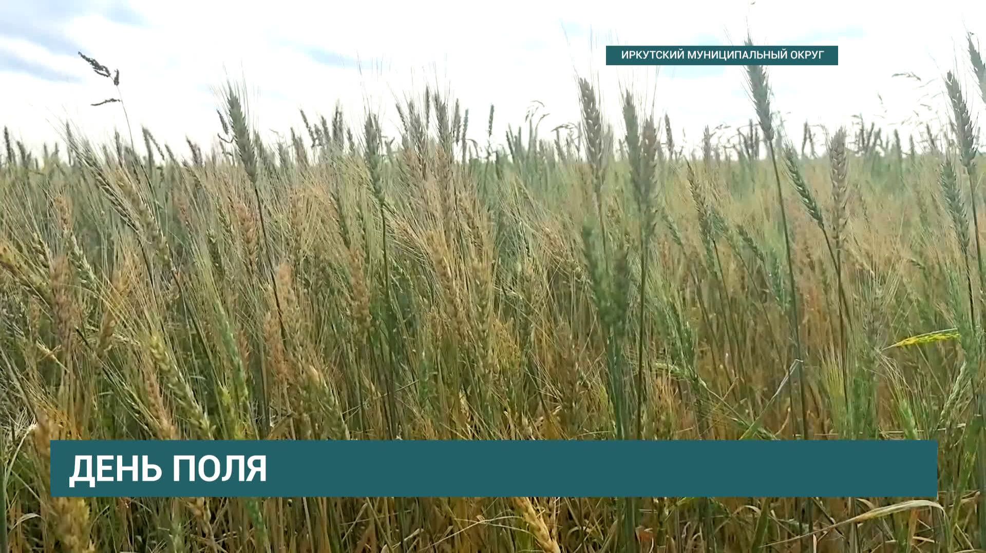 Селекционеры Иркутской области вывели новые сорта злаковых растений