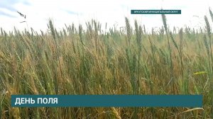 Селекционеры Иркутской области вывели новые сорта злаковых растений