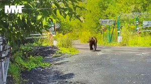 Из разных регионов страны приходят новости о происшествиях с участием медведей