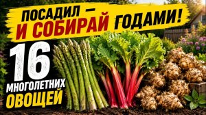 16 овощей которые легко посадить и вырастить в огороде