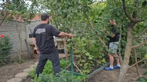 Поели теперь можно в огороде 🍅.