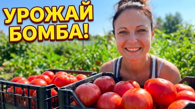 СОБИРАЕМ ОГРОМНЫЙ УРОЖАЙ ПОМИДОР/ШОК ОТ КОЛИЧЕСТВА/ДАЧНЫЙ ВЛОГ
