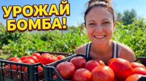 СОБИРАЕМ ОГРОМНЫЙ УРОЖАЙ ПОМИДОР/ШОК ОТ КОЛИЧЕСТВА/ДАЧНЫЙ ВЛОГ