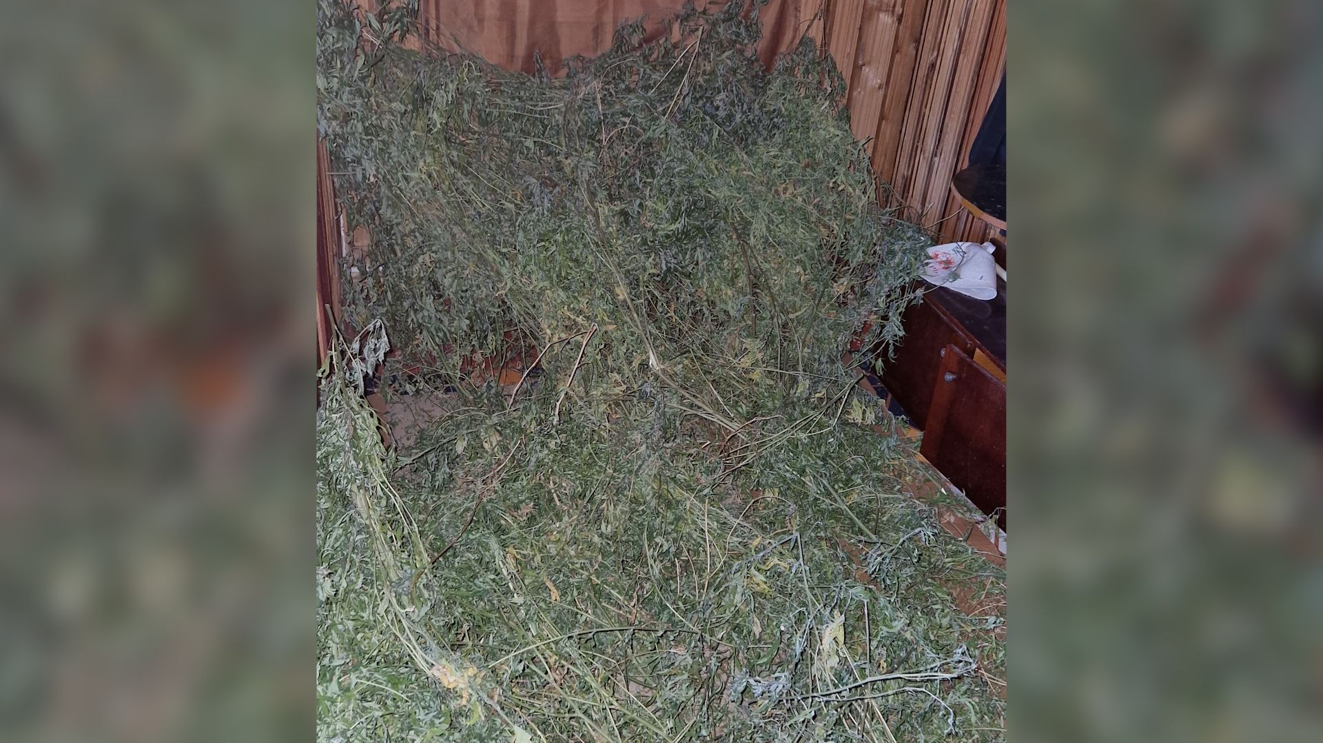 ЗАПРЕЩЁННЫЙ УРОЖАЙ