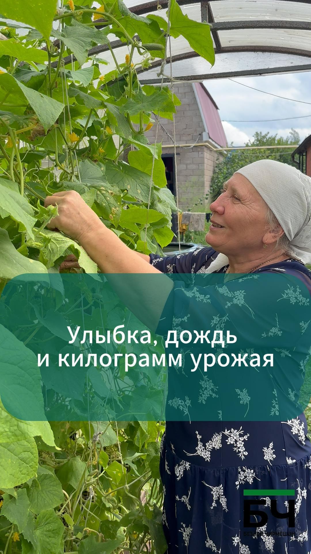Ирина Ермолаева выращивает помидоры