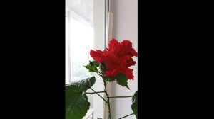 Цветёт махровый гибискус🌺Формирую его на штамбе🌿🌿