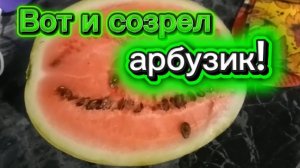 Вот и созрел арбузик! Шарлотка! Иду к Андрею.