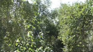 СМЕРШ. УГОЛОВНИК УСЛЫШАЛ ОДНУ ФРАЗУ В СТОЛОВОЙ… И ПОНЯЛ, КТО СДАЁТ ОПЕРАЦИИ