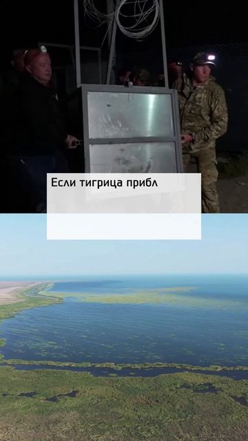 Не паникуйте: за выпущенной в природу тигрицей в Казахстане следят
