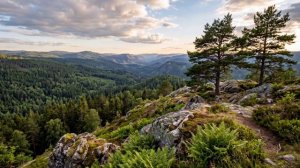 шум ветра на лесном холме и пение птичек для сна. релакс обои