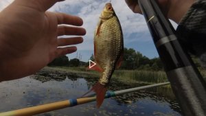 Подлещик с лодки в кувшинках и море плотвы и краснопёрки в камышах