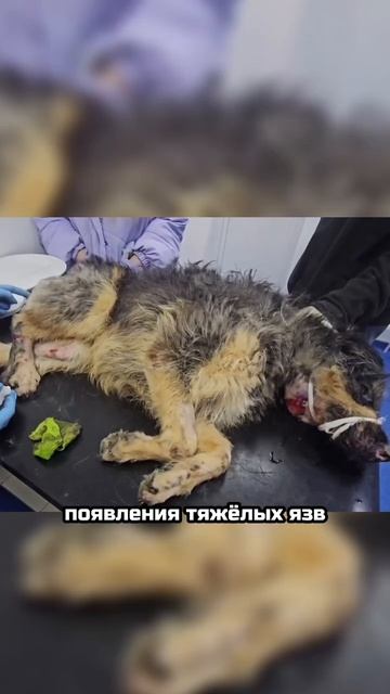 Снова рад жизни | Жерар
