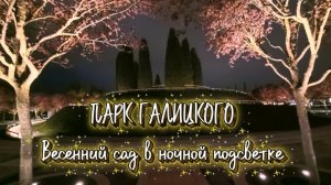 Парк Галицкого. Слива нигра в ночной подсветке✅