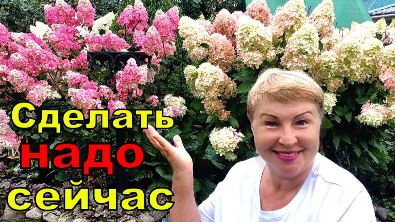Это праздник какой-то. Парад гортензий и Одна ложка этого удобрения