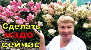 Это праздник какой-то. Парад гортензий и Одна ложка этого удобрения