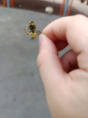 Стрим на улице
