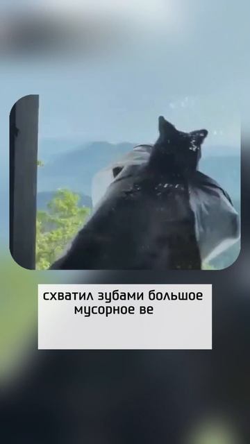 Медвежонок стащил мусорное ведро...