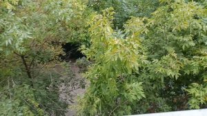 басики подрались😨Коржик в  гостях у друга