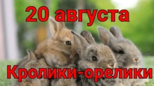 Поголовье кроликов увеличивается