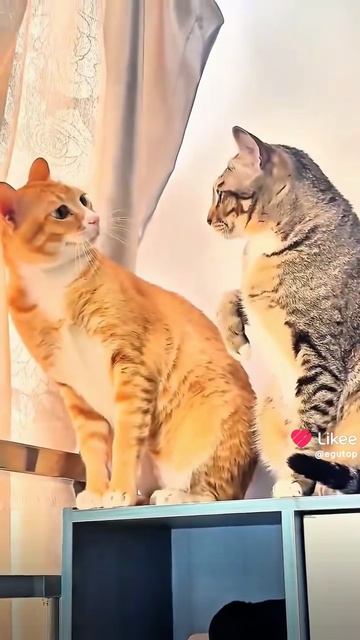 Коты 🐱 шалуны!!!