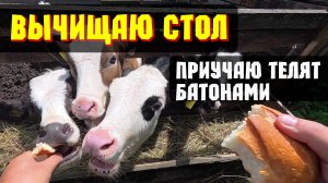 Чистим кормовой стол, кормлю телят батонами