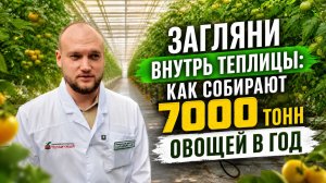 КАК УСТРОЕН САМЫЙ БОЛЬШОЙ ТЕПЛИЧНЫЙ АГРОХОЛДИНГ САМАРЫ
