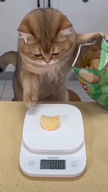 Когда решила похудеть