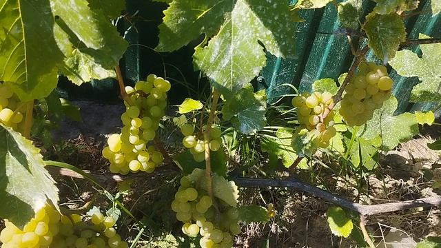виноград не укрывной гайлюня и кишмиш канадец