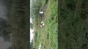 Живая природа live