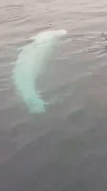 Белуха м чайка