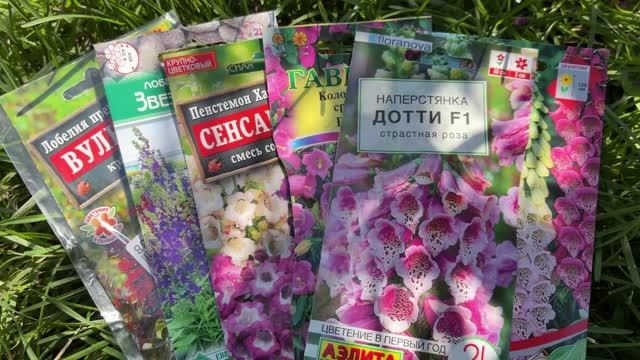Что выросло из семян: пенстемон, чертополох, катарантус, наперстянка, лобелия прекрасная?