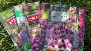 Что выросло из семян: пенстемон, чертополох, катарантус, наперстянка, лобелия прекрасная?