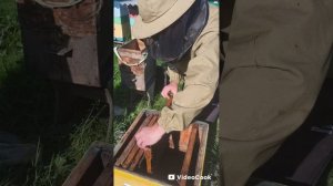 Разбираем пойманный рой пчёл часть 2