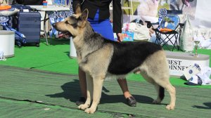 Русский Амулет Велибор для Барвиттера