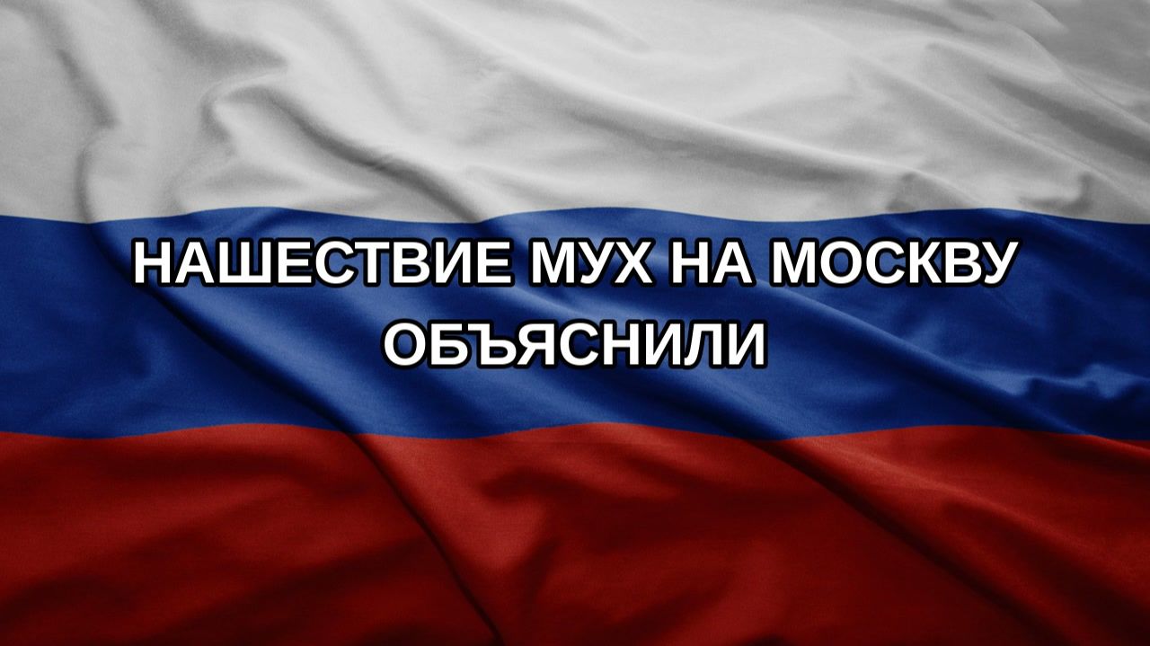 Нашествие мух на Москву объяснили