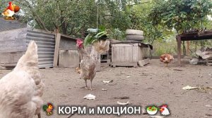 Кормление кур овощами и фруктами для зарядки и от скуки 🥗🐓🤗  (129)