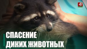 Животных, попавших в беду, спасают в Октябрьском зоопарке