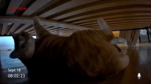 Хоррор с рыжим котом в главной роли — вышел трейлер фильма «Cat Cam».
