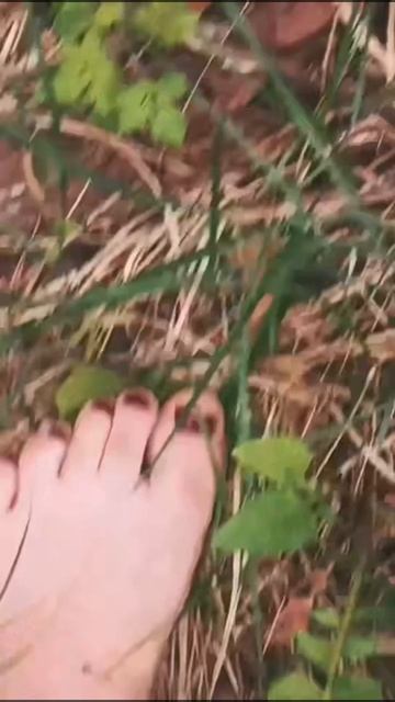 Хожу по лесу.